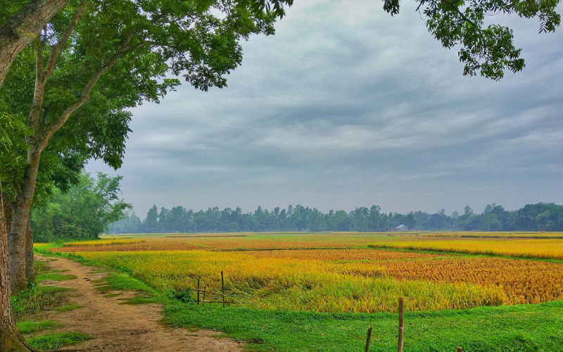 শ্রাবণ দিনের কোয়াশা